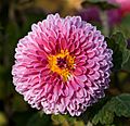Chrysanthemum morifolium 08NOV