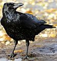Corvus corone -near Canford Cliffs, Poole, England-8