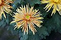 Chrysanthème tokyo