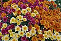 Chrysanthemum x morifolium Dompierre 3