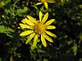 Chrysanthemum indicum2